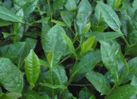番茄潛葉蛾最佳防治方法？