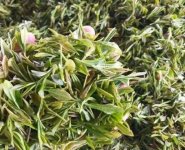 臨沂特產(chǎn)送人必買清單？