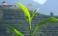 客田鎮(zhèn)：茶樹吐新芽，茶農(nóng)喜增收